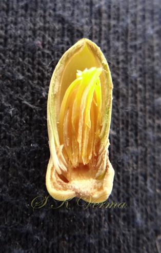  Male flower L.S.